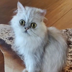 Meet your Posher, Robin